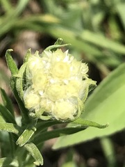 Pseudognaphalium viscosum