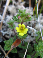 Euphrasia cockayneana