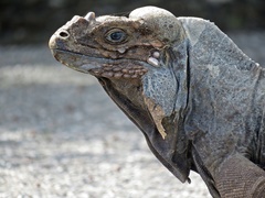 Cyclura cornuta cornuta