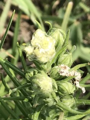 Pseudognaphalium viscosum