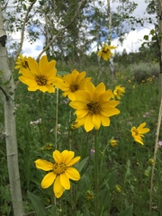 Wyethia amplexicaulis