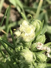 Pseudognaphalium viscosum