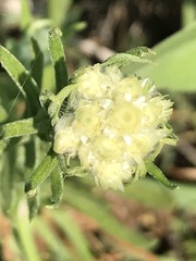 Pseudognaphalium viscosum