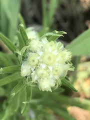 Pseudognaphalium viscosum