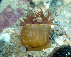 Actinia australiensis