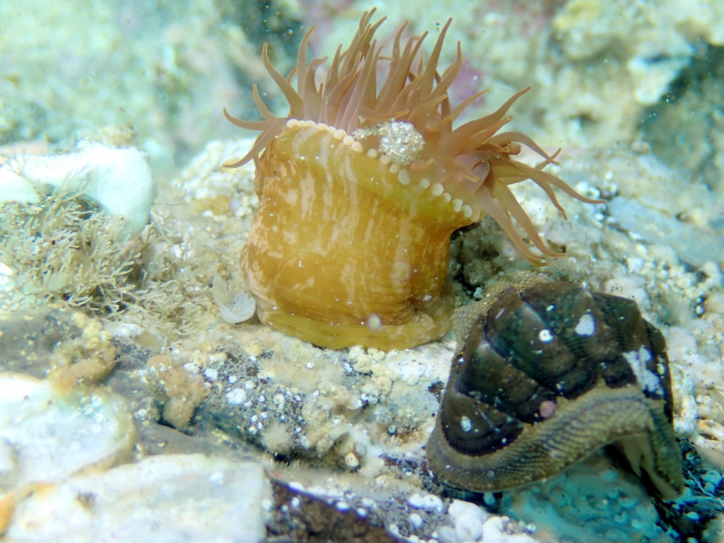 Actinia australiensis