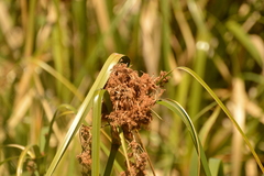Androtrichum giganteum