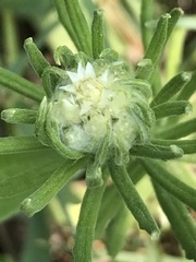 Pseudognaphalium viscosum