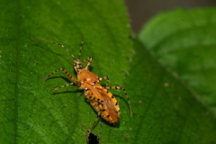 Pselliopus latispina