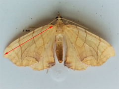 Eulithis gracilineata