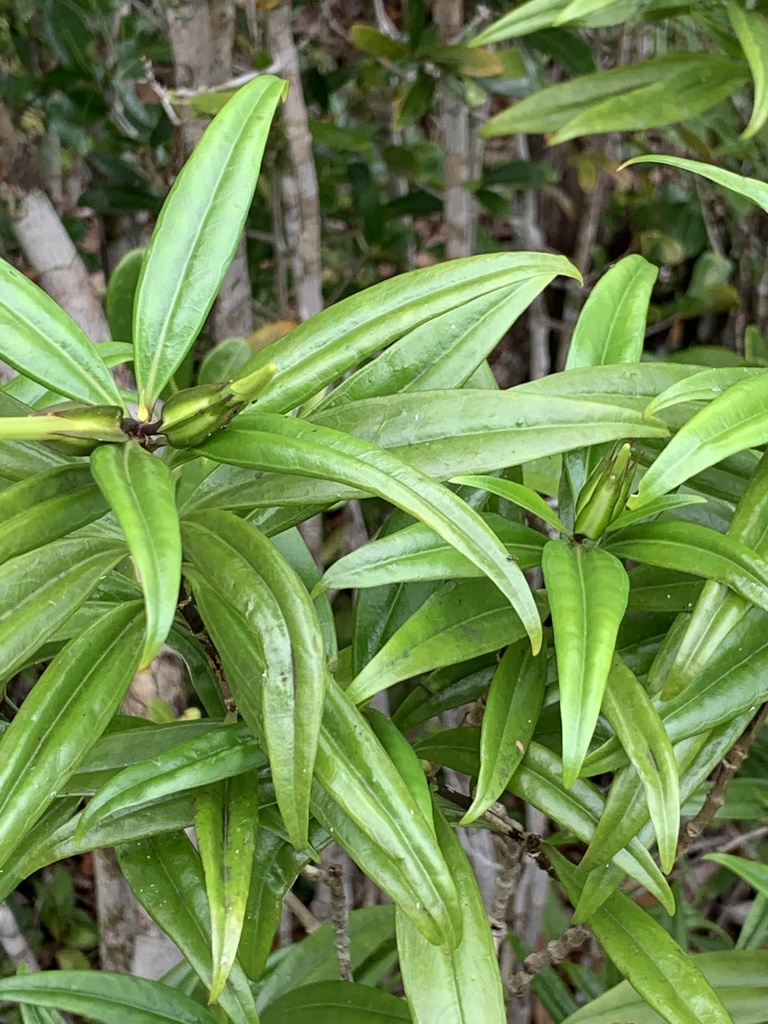 Tachiadenus longifolius