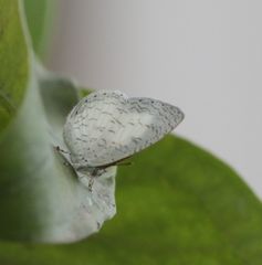 Spalgis lemolea lemolea