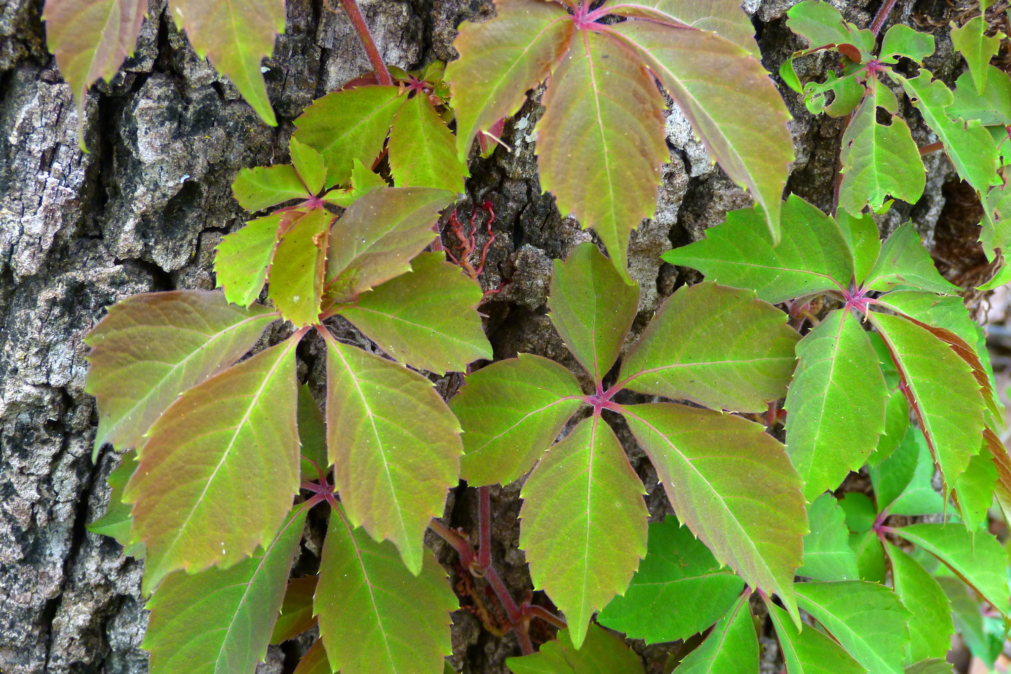 Parthenocissus quinquefolia