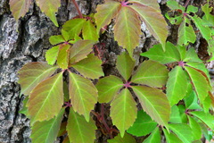 Virginia Creeper - Photo (c) nasua, some rights reserved (CC BY-NC), uploaded by nasua
