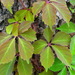 Virginia Creeper - Photo (c) nasua, some rights reserved (CC BY-NC), uploaded by nasua