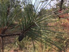 Pinus teocote