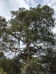Pinus teocote