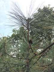 Pinus teocote