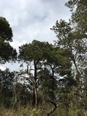 Pinus teocote