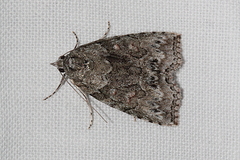 Calathusa basicunea