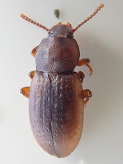 Epantius obscurus