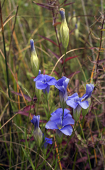 Gentianopsis virgata