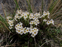 Euphrasia monroi