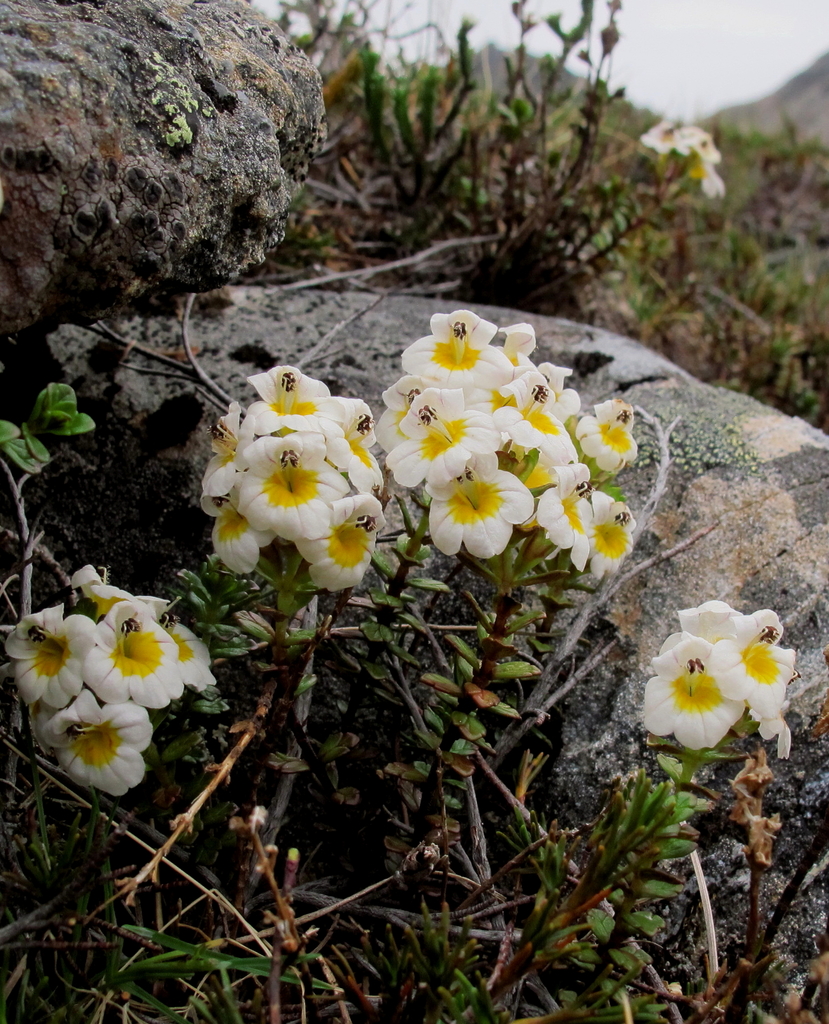 Euphrasia monroi