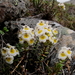 Euphrasia monroi - Photo (c) Peter Sweetapple, some rights reserved (CC BY-NC), uploaded by Peter Sweetapple