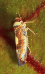 Colladonus montanus