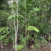 Dypsis scottiana - Photo (c) dadamanga, algunos derechos reservados (CC BY-NC)