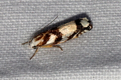 Plectophila eucrines