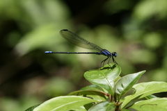 Argia ulmeca