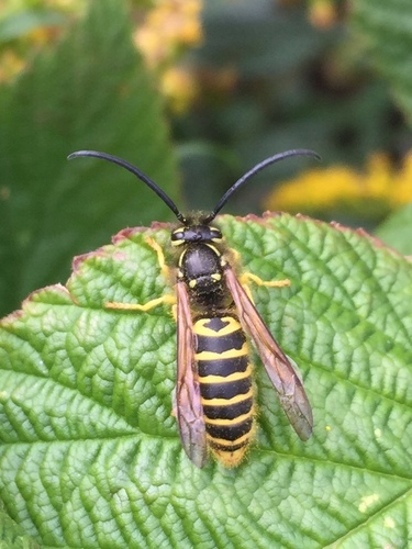 Eastern Yellowjacket, photo 8 of 8