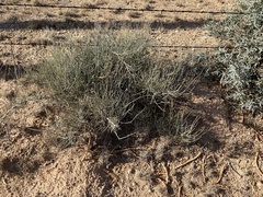 Ephedra antisyphilitica