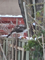 Accipiter cooperii