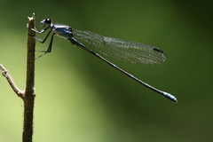 Argia ulmeca