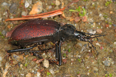 Scaphinotus angusticollis