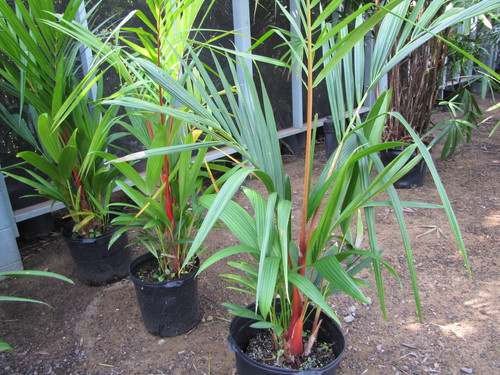 Cyrtostachys renda