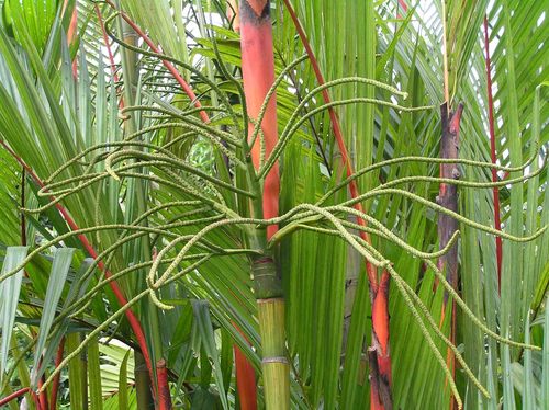 Cyrtostachys renda