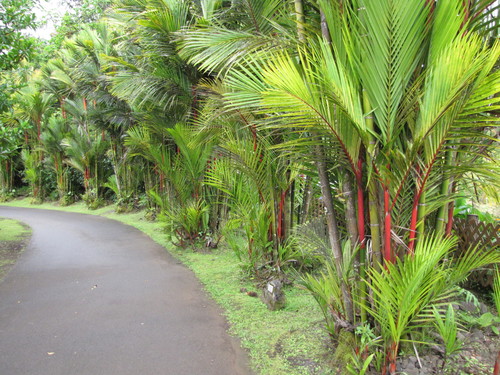 Cyrtostachys renda