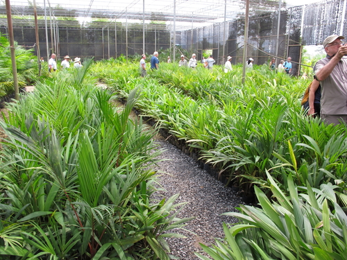 Cyrtostachys renda