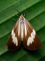 Nyctemera tripunctaria