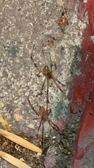 Latrodectus geometricus