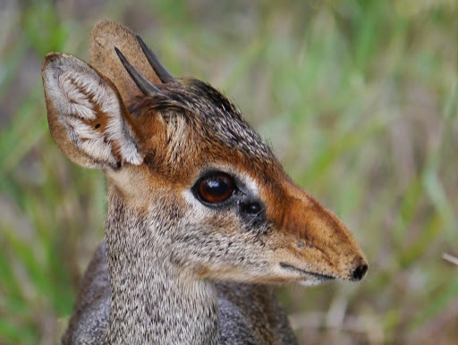 Guenther's Dik-dik