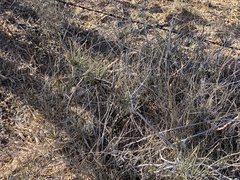 Ephedra antisyphilitica