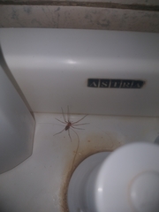 Cithaeron praedonius