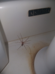 Cithaeron praedonius