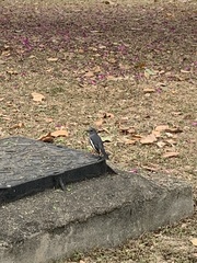 Copsychus saularis