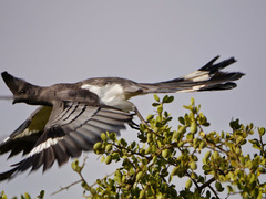 Corythaixoides leucogaster